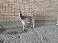 Goat, Alpine goat — photo 2