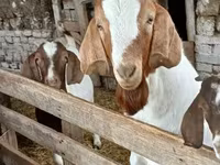Ziegenbock, Boer goat — Foto 5