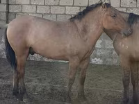 اسب نر, Mugalzhar horse — عکس 5