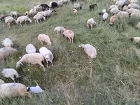 Хонь, Balbas sheep — 7 зураг