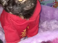 2 yaw diwi. Qisirlawdirilib. Cox mehriban piwikdir. Bezi sebeblerden — foto 3