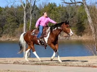 اسب نر, National Show Horse — عکس 3