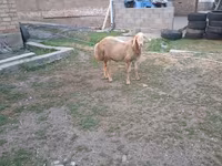 Montone, Hissar sheep — foto 2