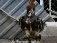 Chickens — รูปภาพ 6