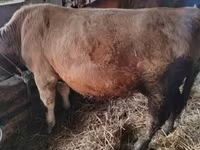 Bou, Simmental cattle — foto 5