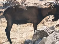 Billy Goat, Alpine goat — photo 5