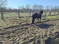 Hoppe, Nonius horse — foto 7