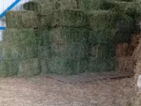 Vind baloti de lucerna70\ 40 lei  ,griu 3.5 lei/kg. fin40 lei — عکس 2