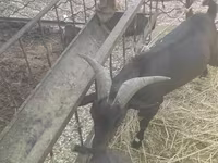 Κατσίκα, Murcia-Granada goats — φωτογραφία 2