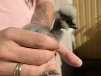 Ayam Cemani — zdjęcie 3