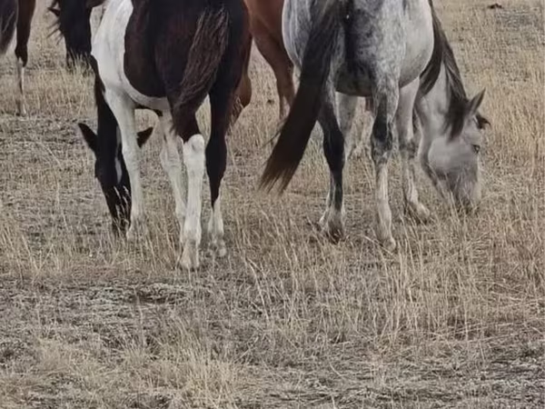 مادیان, Horse breed