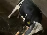 सांड, Russian Black pied cattle — फ़ोटो 4