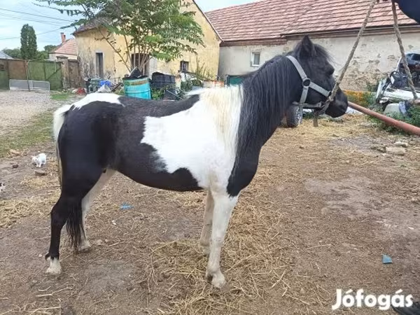 مادیان, اسب