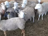 Domba jantan, Sheep — foto 3
