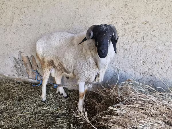 قوچ, Hissar sheep