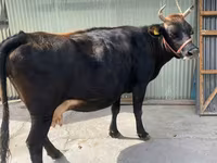Vacă, Rasa Holstein — foto 4