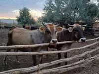 Mucca, Razza Alataus — foto 3