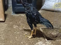 Chickens — снимка 4