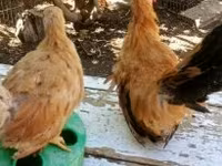 ไก่เดนมาร์ก — รูปภาพ 5
