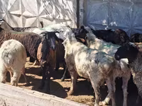 Wad, Sheep — sawirka 2