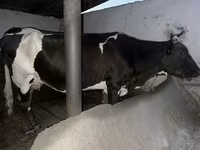 Krava, Russian Black pied cattle — foto 2