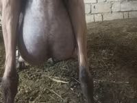بز ماده, Alpine goat — عکس 1