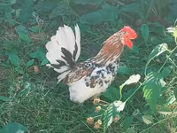 Japansk Bantam — foto 2