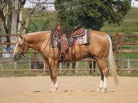 Koń, Quarter Horse — zdjęcie 1