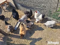Chickens — снимка 5
