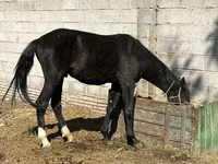 Klisna, Friesian sport horse — foto 3