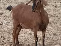 بز ماده, Nubian Goat — عکس 7