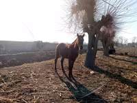 اسب نر, اسب — عکس 1
