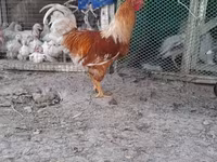 لوهمن براون — عکس 3