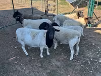 แกะตัวเมีย, Dorper sheep — รูปภาพ 5