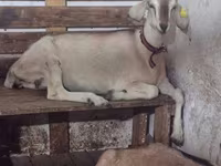 بز ماده, Nubian Goat — عکس 2
