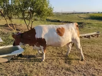 Bò cái, Gia súc — ảnh 5