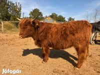 Ko, Highland — foto 4