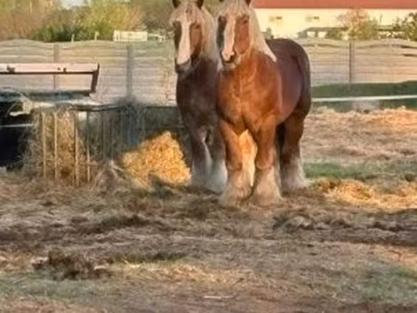 Cheval, Belgian Draught