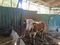 雄牛, Simmental cattle — 写真 3