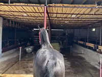 Cavallo, Cavalli — foto 2