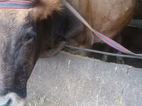 İnek, Alatau ırkı — foto 1