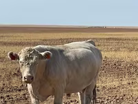 Dibi, Swiss cattle — sawirka 6