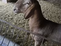 แกะตัวผู้, Arashan sheep — รูปภาพ 1