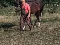 수말, Dutch warmblood horse — 사진 5