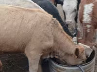 Toro, Simmental cattle — foto 5