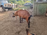 بز نر, Alpine goat — عکس 2