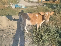 گاو ماده, گاو — عکس 4