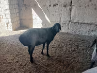 Kambing betina, Sheep — foto 1