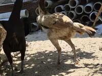 Chickens — foto 5