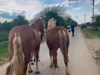 Жребец, Коне — снимка 2